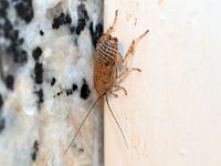 Ectobius pallidus 1, Bleke kakkerlak, Saxifraga-Tom Heijnen