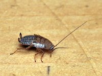 Ectobius pallidus 2, Bleke kakkerlak, Saxifraga-Tom Heijnen