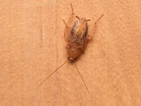 Ectobius pallidus 3, Bleke kakkerlak, Saxifraga-Tom Heijnen
