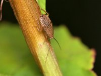Ectobius pallidus 4, Bleke kakkerlak, Saxifraga-Tom Heijnen
