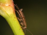 Ectobius pallidus 5, Bleke kakkerlak, Saxifraga-Tom Heijnen