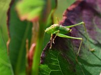 Leptophyes punctatissima 29, Struiksprinkhaan, Saxifraga-Tom Heijnen