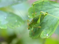 Leptophyes punctatissima 30, Struiksprinkhaan, Saxifraga-Tom Heijnen