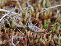 Myrmeleotettix maculatus 17, Knopsprietje, Saxifraga-Tom Heijnen