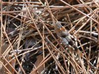 Oedipoda caerulescens 26, Blauwvleugelsprinkhaan, Saxifraga-Tom Heijnen