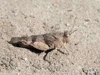 Oedipoda caerulescens 33, Blauwvleugelsprinkhaan, Saxifraga-Tom Heijnen