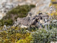 Oedipoda caerulescens 36, Blauwvleugelsprinkhaan, egg depositing, Saxifraga-Bart Heijne