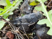 Oedipoda caerulescens 37, Blauwvleugelsprinkhaan, Saxifraga-Ben Delbaere  IICSA   II