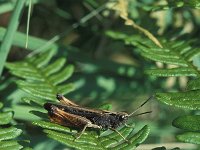 Omocestus rufipes 2, Zwart wekkertje, Saxifraga-Robert Ketelaar