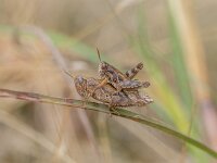 Pezotettix giornae