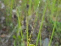 Phaneroptera falcata 16, Sikkelsprinkhaan, Saxifraga-Ben Delbaere  IICSA   II