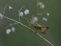 Pseudochorthippus parallelus 10, Krasser, Saxifraga-Luuk Vermeer