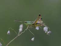 Pseudochorthippus parallelus 9, Krasser, Saxifraga-Luuk Vermeer