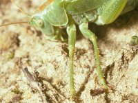 Tettigonia viridissima 4, Grote groene sabelsprinkhaan, female, Saxifraga-Pieter van Breugel