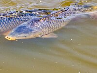 Cyprinus carpio 11, Karper, Saxifraga-Bart Heijne : 2025, Cyprinus carpio, KNNV, Karper, Renkumse Benedenwaard, augustus, inventarisatie, vis, zomer