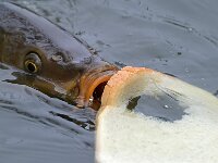 Cyprinus carpio 12, Europese karper, Saxifraga-Tom Heijnen