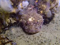 Myoxocephalus scorpius 1, Gewone zeedonderpad, Saxifraga-Tom Heijnen