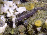 Pholis gunnellus 2, Botervis, Saxifraga-Tom Heijnen