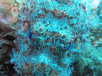 Scorpaena scrofa, Rode schorpioenvis, Saxifraga-Tom Heijnen
