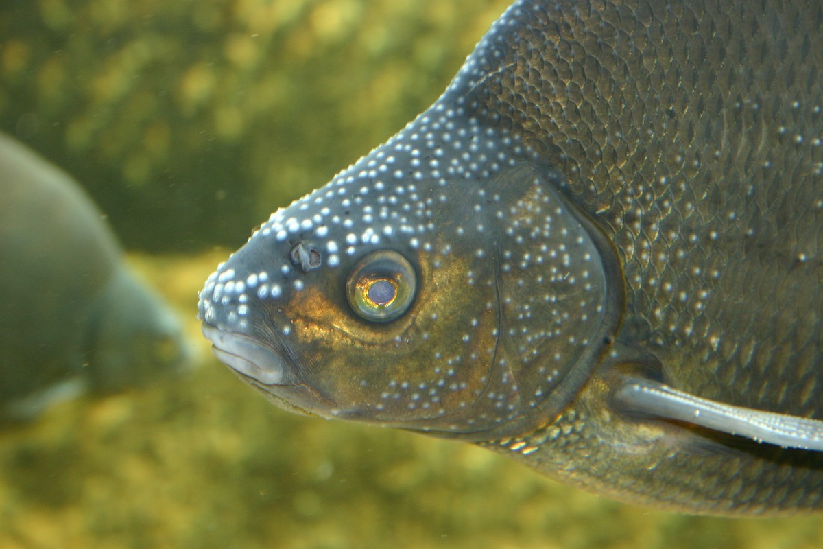 Abramis brama, Bream
