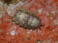 Acanthochitona crinita 2, Kleine borstelkeverslak, Saxifraga-Foto Fitis-Sytske Dijksen