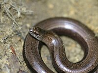 Anguis fragilis 40, Hazelworm, Saxifraga-Lieven Decrick