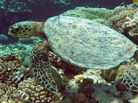 Eretmochelys imbricata 5, Karetschildpad, Saxifraga-Tom Heijnen