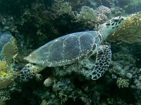 Eretmochelys imbricata 7, Karetschildpad, Saxifraga-Tom Heijnen