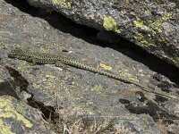 Iberolacerta cyreni 4, Centraal-Iberische berghagedis, Saxifraga-Willem van Kruijsbergen