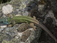 Lacerta schreiberi 14, Iberische smaragdhagedis, Saxifraga-Willem van Kruijsbergen