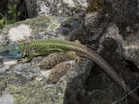 Lacerta schreiberi 15, Iberische smaragdhagedis, Saxifraga-Willem van Kruijsbergen
