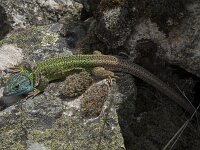 Lacerta schreiberi 18, Iberische smaragdhagedis, Saxifraga-Willem van Kruijsbergen