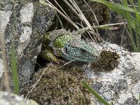 Lacerta schreiberi 21, Iberische smaragdhagedis, Saxifraga-Willem van Kruijsbergen