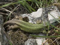 Lacerta schreiberi 24, Iberische smaragdhagedis, Saxifraga-Willem van Kruijsbergen