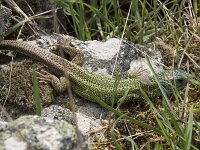 Lacerta schreiberi 25, Iberische smaragdhagedis, Saxifraga-Willem van Kruijsbergen