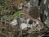 Lacerta schreiberi 9, Iberische smaragdhagedis, Saxifraga-Willem van Kruijsbergen
