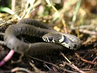 Natrix natrix 69, Ringslang, Saxifraga-Lieven Decrick