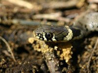 Natrix natrix 71, Ringslang, Saxifraga-Lieven Decrick