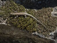 Podarcis guadarramae 5, Guadarramamuurhagedis, Saxifraga-Willem van Kruijsbergen