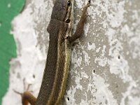 Psammodromus algirus 15, Grote zandloper, Saxifraga-Jan van der Straaten