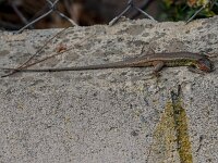 Psammodromus algirus 42, Grote zandloper, adult male, Saxifraga-Theo Verstrael