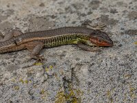 Psammodromus algirus 43, Grote zandloper, adult male, Saxifraga-Theo Verstrael