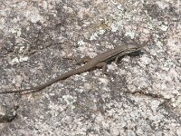 Psammodromus algirus 5, Grote zandloper, Saxifraga-Willem van Kruijsbergen
