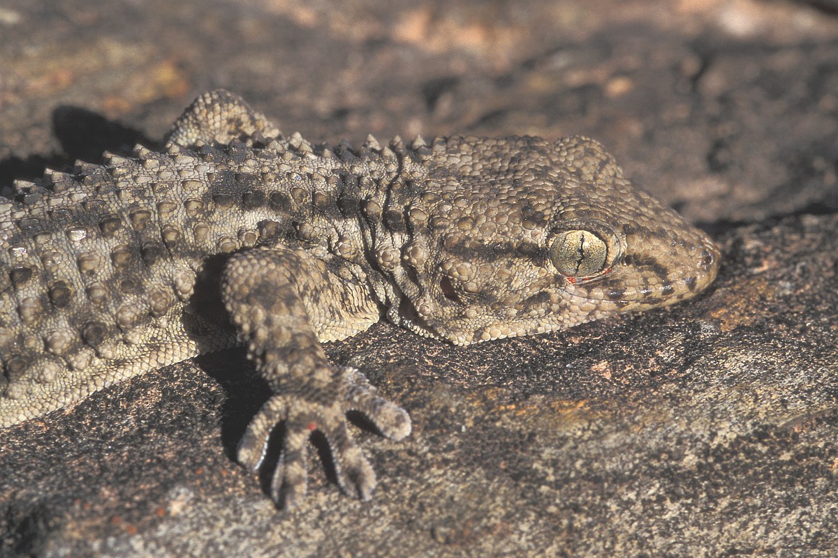 Tarentola mauretanica, Moorish Gecko
