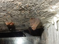 Aglais io 126, Dagpauwoog, hibernating in bunker, Saxifraga-Kars Veling