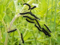 Aglais io 133, Dagpauwoog, caterpillars, Saxifraga-Kars Veling