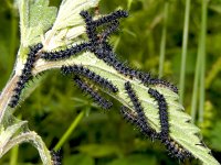 Aglais io 134, Dagpauwoog, caterpillars, Saxifraga-Kars Veling