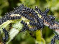 Aglais io 136, Dagpauwoog, caterpillars, Saxifraga-Kars Veling