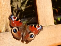 Aglais io 137, Dagpauwoog, basking in spring, Saxifraga-Kars Veling