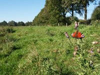 Aglais io 138, Dagpauwoog, in semi-natural grassland, Kampina, Oisterwijk, Noord-Brabant, NL, Saxifraga-Kars Veling